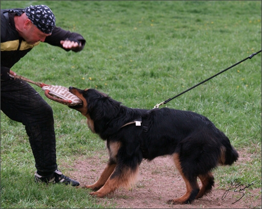 Dogs in training 5/2008